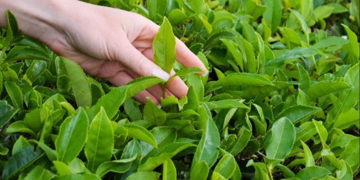 Adsun International is a leading Asian tea and
