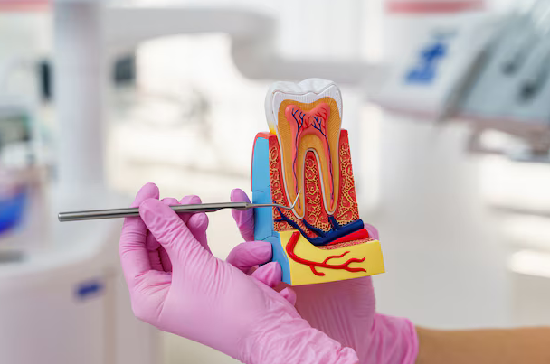 Anatomy and The Importance of Root Canals Lafayette LA in Dental Care