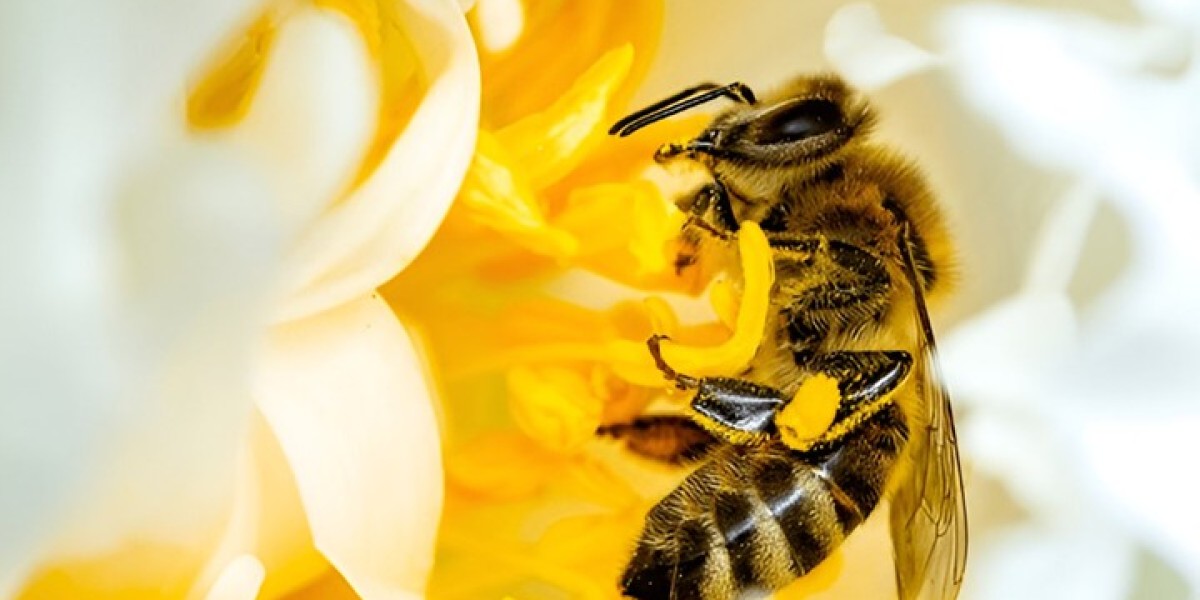 Beekeeping Practices and Their Impact on Pollin
