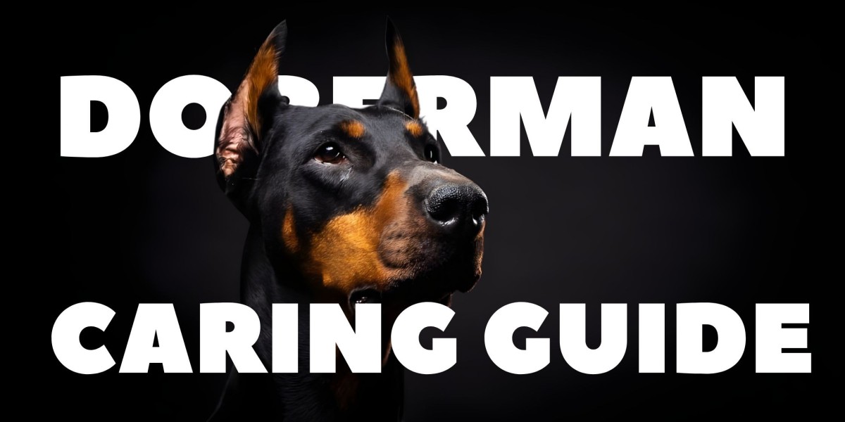 My Playful Journey with Dobermans: Tips & Love