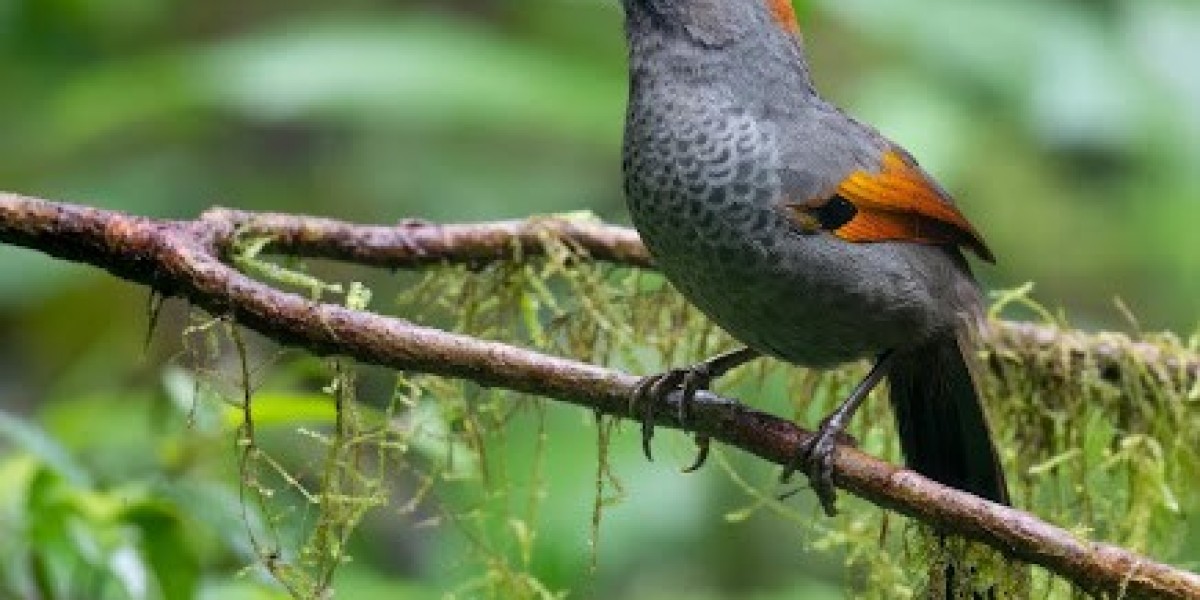 Next Continent: Wildlife, Photography and Natur