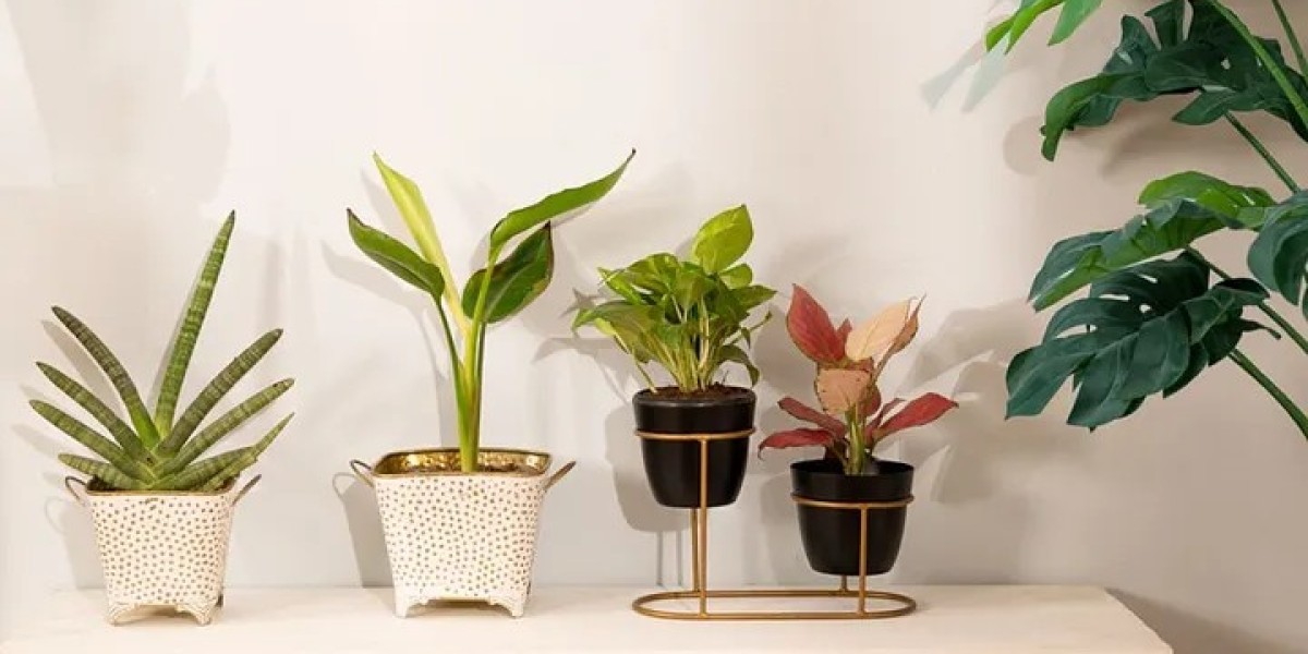 Shop Large Decorative Pots for Indoor Plants