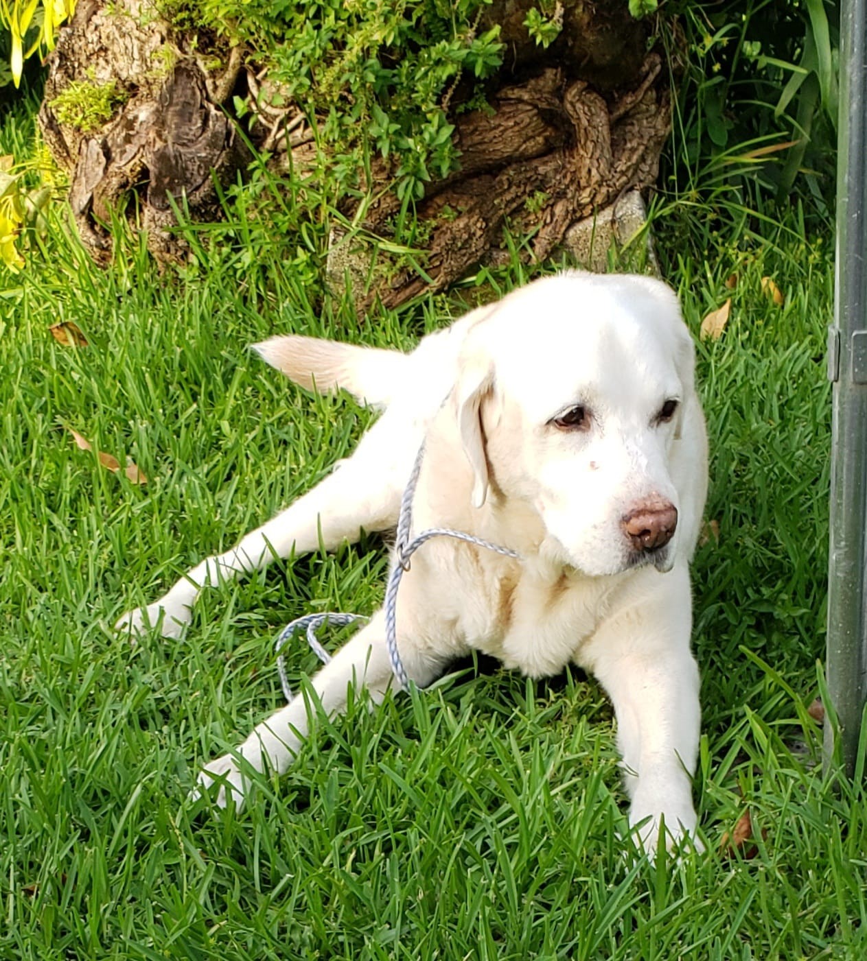Tweedle Pet Products Profile Picture