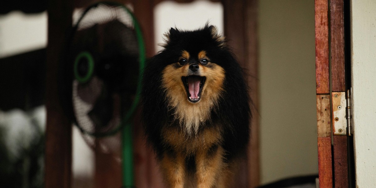 Top Barking Control Methods