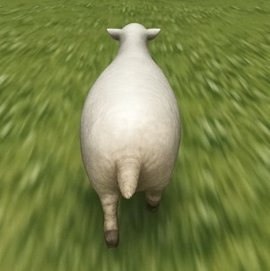 cattle Profile Picture
