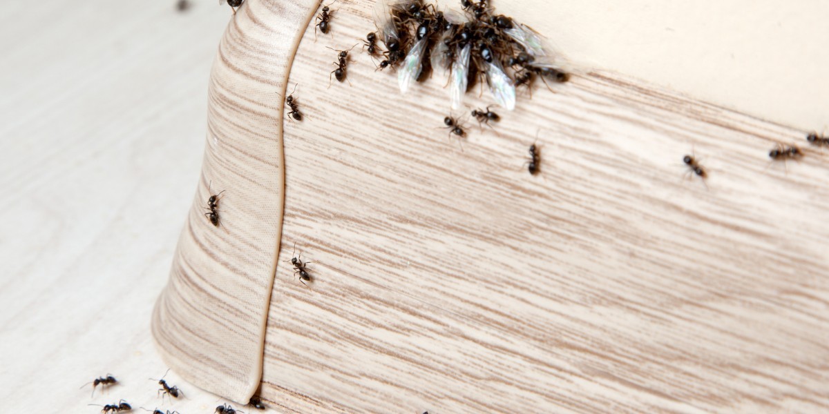 Effective Solutions for Ant Control