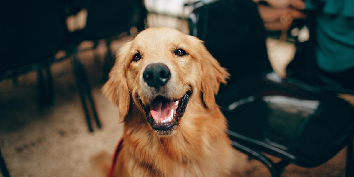 Golden Retrievers: Ideal Family Dogs?