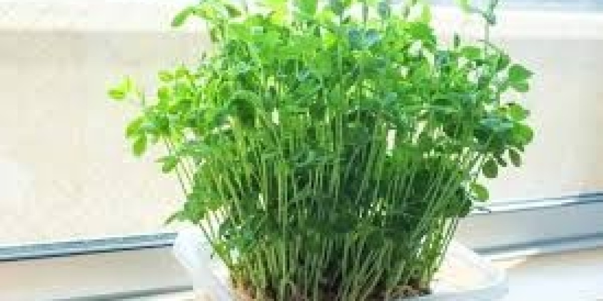 Hydroponic Pea Shoots