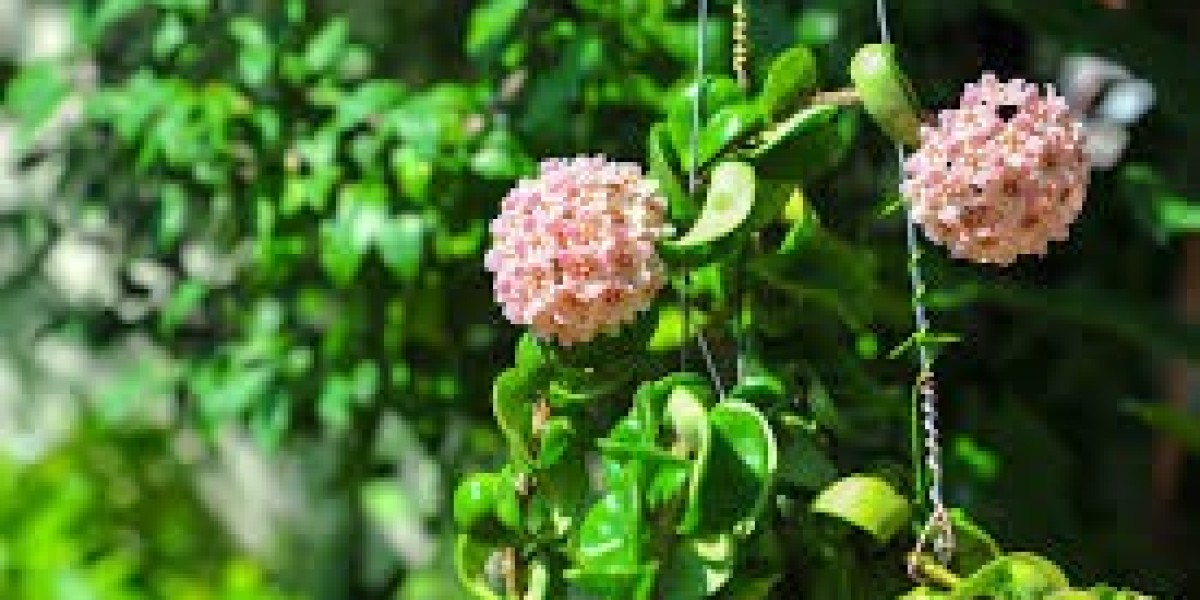 Hoya Plants: The Perfect Addition to Any Garden