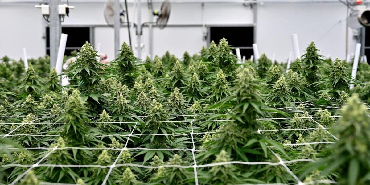 Effortless Plant Training