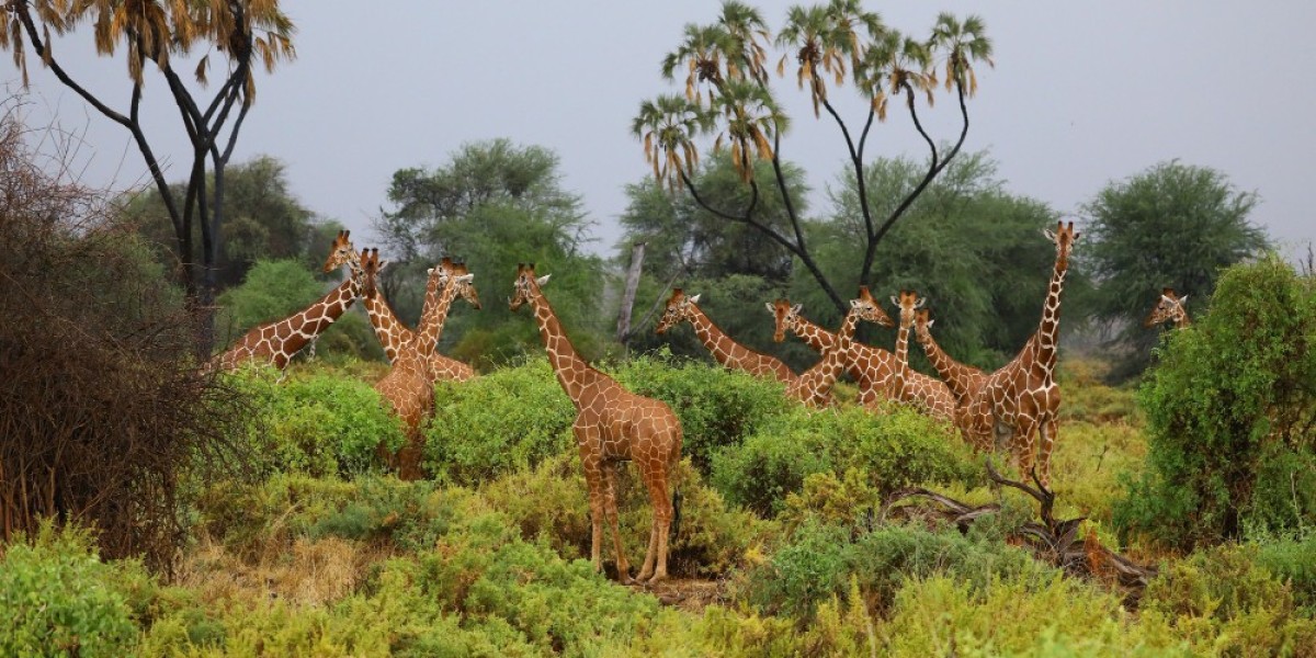 Kenya Holiday Made Easy: Affordable Packages