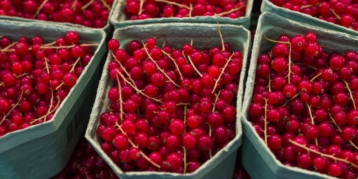 Schisandra Market Size, Share & Future Forecast