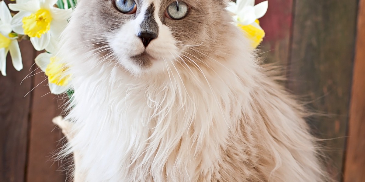 How to Help Your Cat with Hairballs Naturally