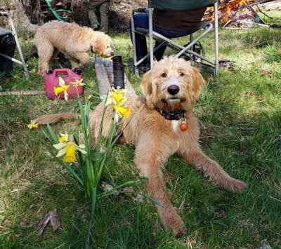 Is It True That Labradoodles Are Great with Children? – @itsadoodle1 on Tumblr