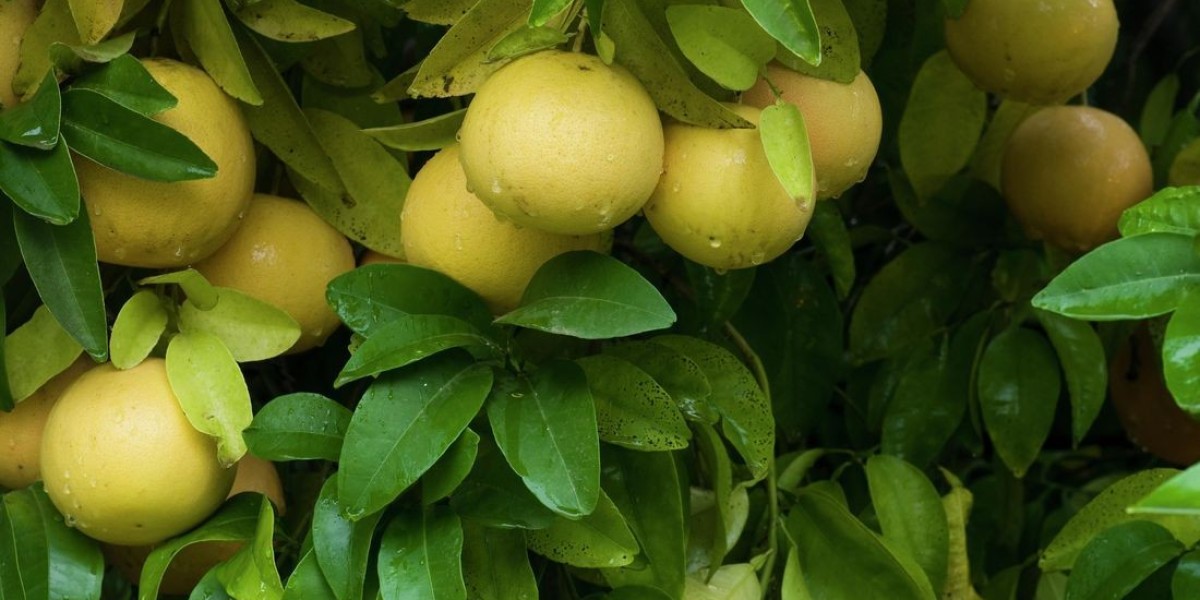 Grapefruit Processing Unit: Plant Cost & Setup